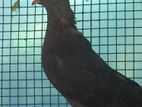 Pigeons