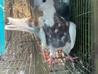 Pigeon