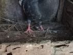 Pigeons