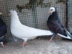 Pigeon