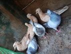Pigeons