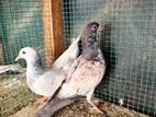 Pigeons