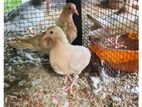 Pigeon
