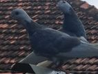 Pigeon