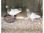 Pigeon