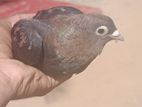 pigeon