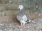 Pigeon