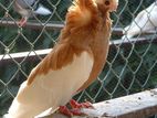 Pigeon