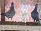 Pigeons
