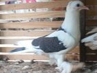 Pigeons