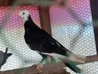 Pigeon