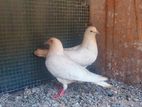 Pigeon