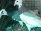 Pigeons