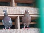 Pigeon