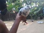 Pigeons