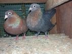Pigeon