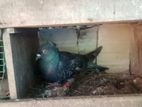 Pigeon