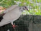 pigeon