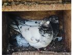 pigeon