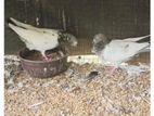 pigeon
