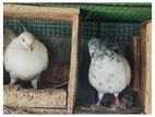 Pigeon