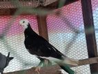Pigeon