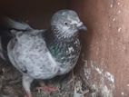 Pigeon