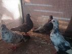 Pigeon
