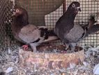Pigeons