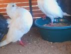 Pigeon