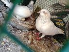 Pigeon