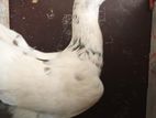 pigeon