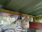 Pigeons