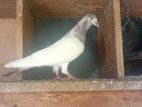 Pigeons