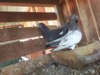 Pigeon