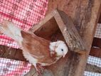 pigeon