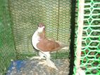 Pigeons