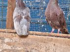 Pigeons