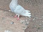 pigeon