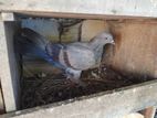 Pigeons