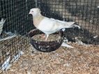 Pigeon