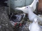 pigeon