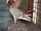 Pigeons