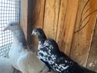 pigeon