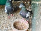 Pigeons