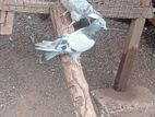 pigeon