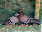 Pigeon