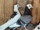 pigeon