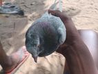 pigeon