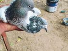 pigeon